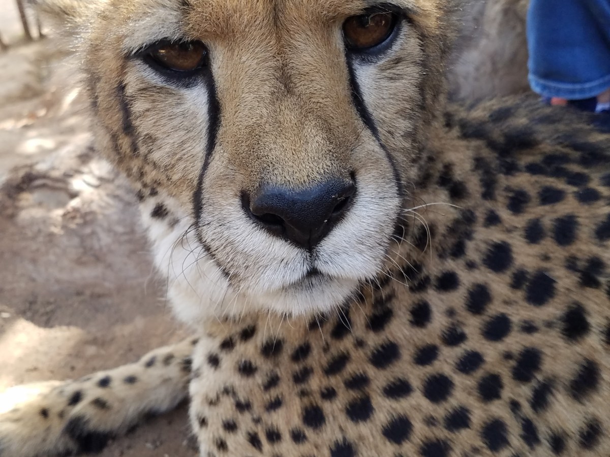 Walk on the wild&nbsp;side